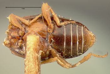 Media type: image;   Entomology 8238 Aspect: habitus ventral view